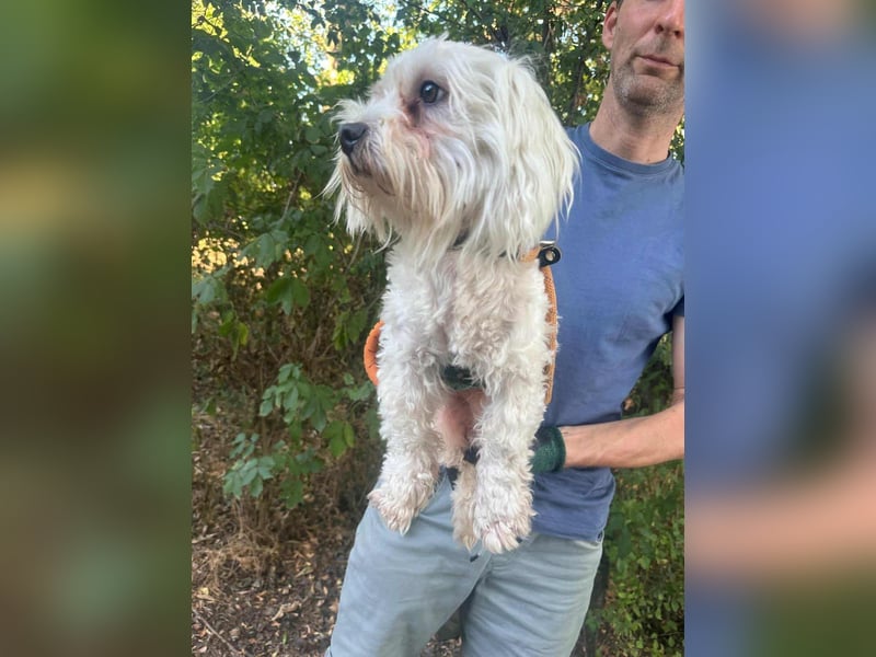 Casper, geboren 06.12.2023, 24cm sucht seine Menschen