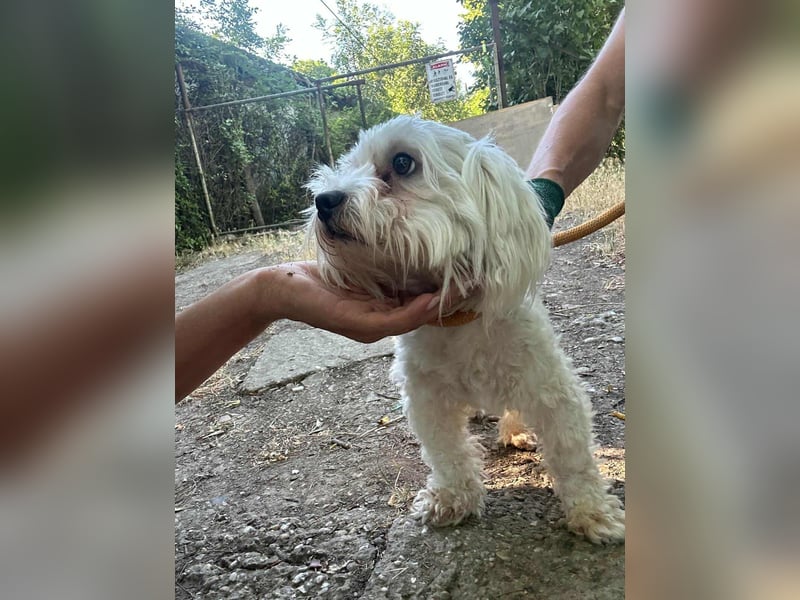 Casper, geboren 06.12.2023, 24cm sucht seine Menschen