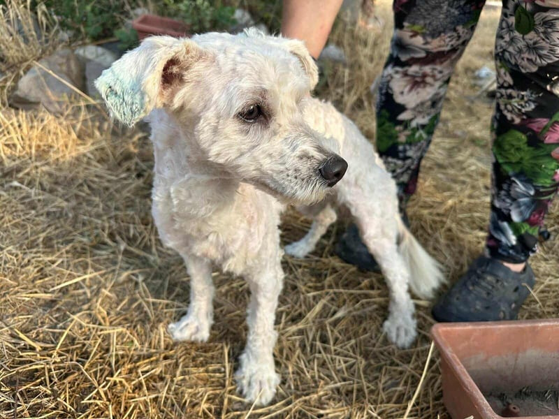 Kefir, geboren 20.04.2020, 29cm sucht sein Körbchen