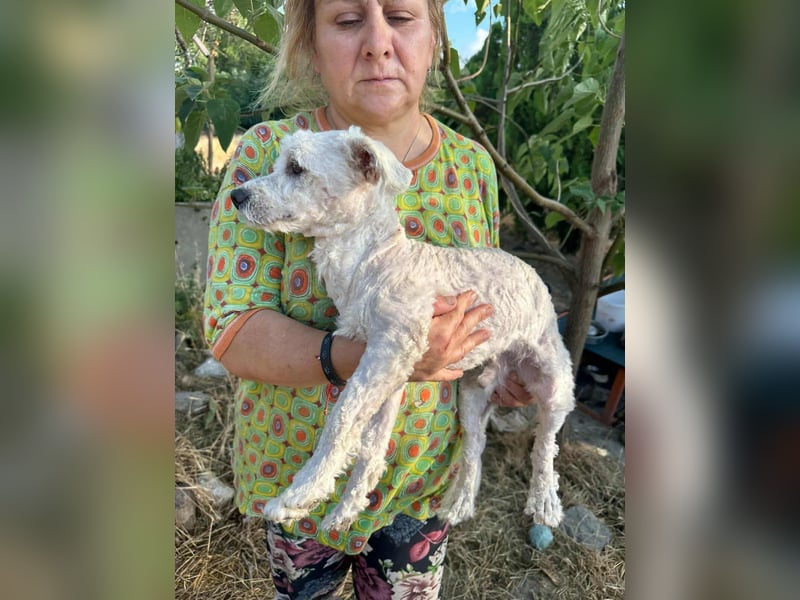 Kefir, geboren 20.04.2020, 29cm sucht sein Körbchen
