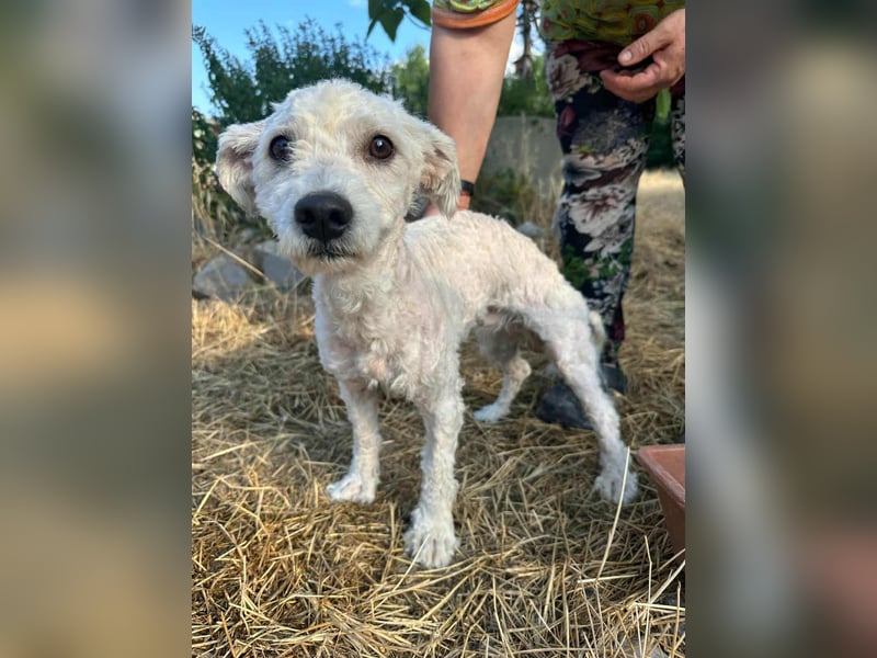 Kefir, geboren 20.04.2020, 29cm sucht sein Körbchen
