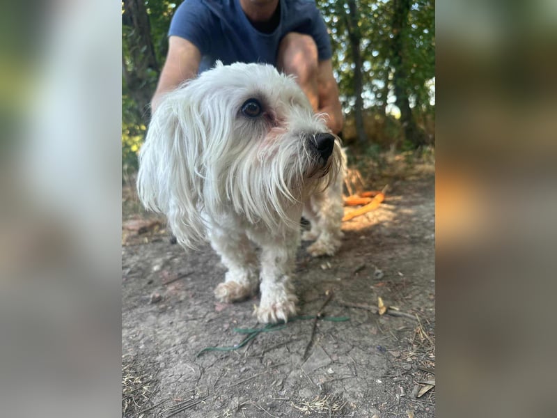 Casper, geboren 06.12.2023, 24cm sucht seine Menschen