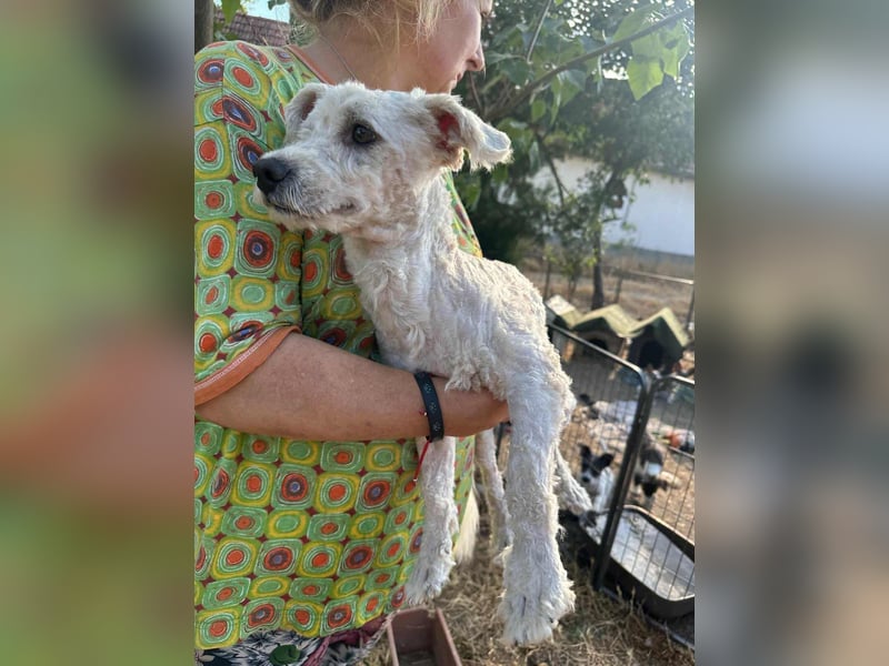 Kefir, geboren 20.04.2020, 29cm sucht sein Körbchen