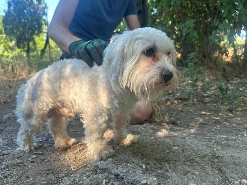Casper, geboren 06.12.2023, 24cm sucht seine Menschen