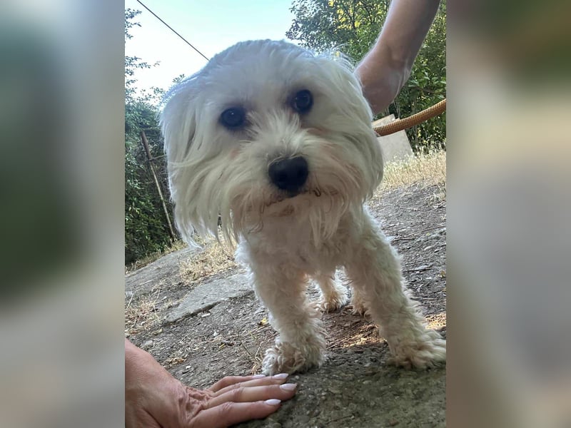 Casper, geboren 06.12.2023, 24cm sucht seine Menschen