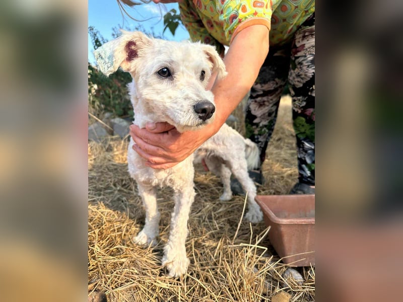 Kefir, geboren 20.04.2020, 29cm sucht sein Körbchen