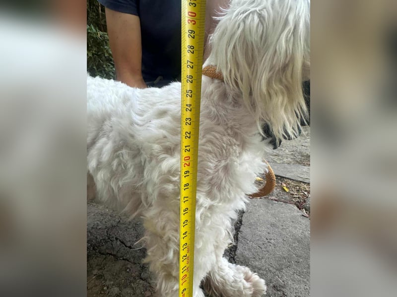 Casper, geboren 06.12.2023, 24cm sucht seine Menschen