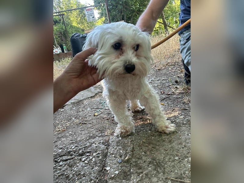 Casper, geboren 06.12.2023, 24cm sucht seine Menschen