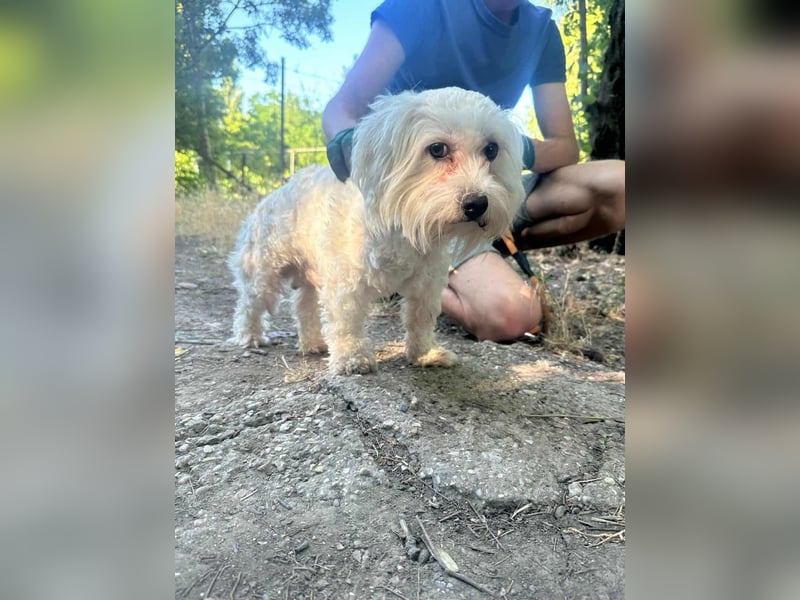 Casper, geboren 06.12.2023, 24cm sucht seine Menschen