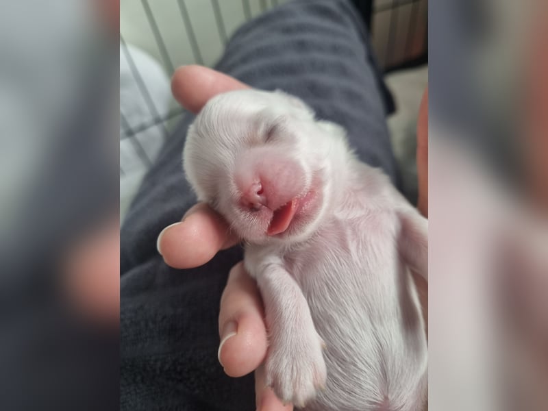 Mini Malteser Endgewicht ca. 2.2kg koreanischer Abstammung Welpe Rüde
