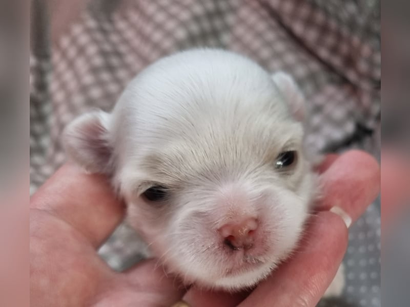 Mini Malteser Endgewicht ca. 2.2kg koreanischer Abstammung Welpe Rüde