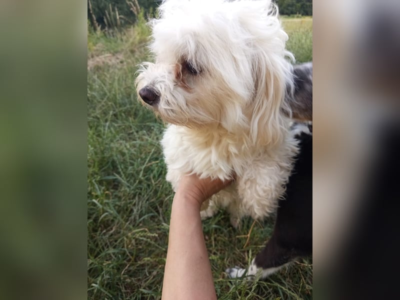 Athos, Porthos und ihr Papa Amor – Malteser