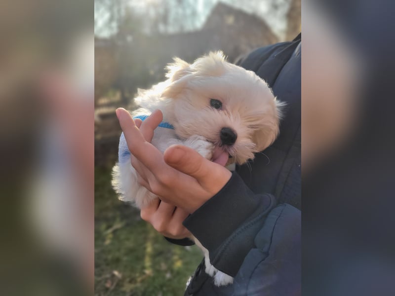Wunderschöne flauschige Malteserwelpen mit runden Knopfaugen und großem Herz suchen ein neues Zuhaus