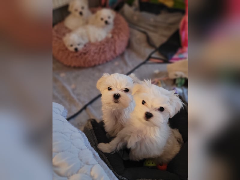 Wunderschöne flauschige Malteserwelpen mit runden Knopfaugen und großem Herz suchen ein neues Zuhaus
