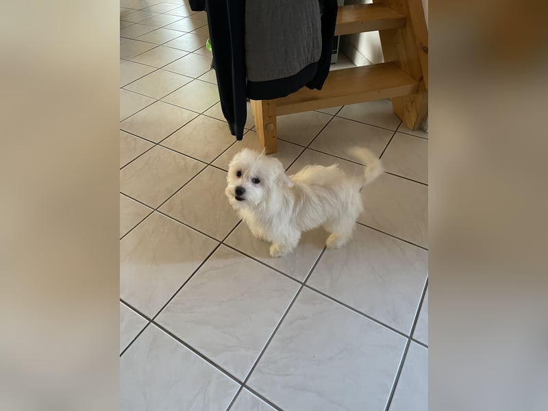 Malteser Welpen