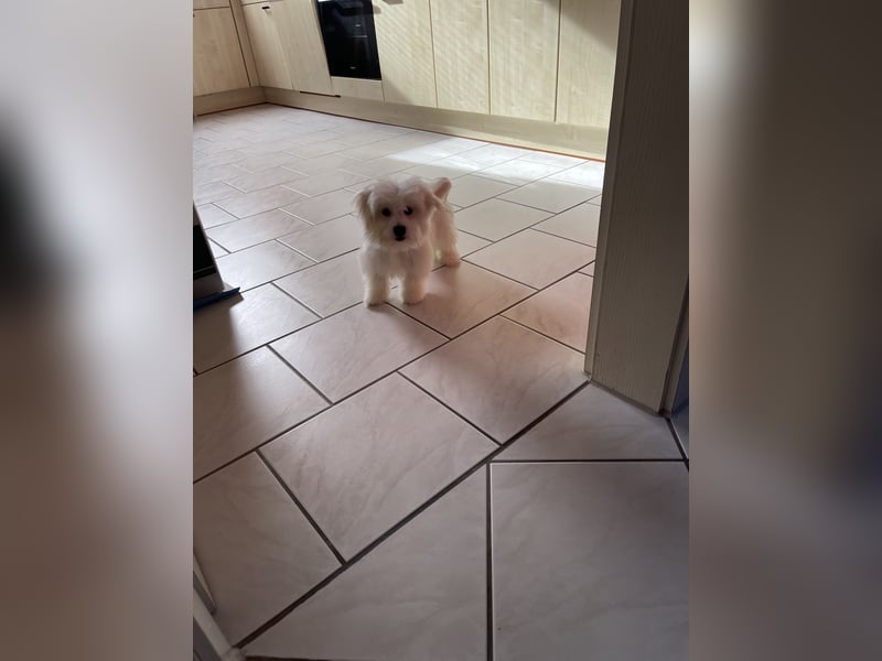 Malteser Welpen