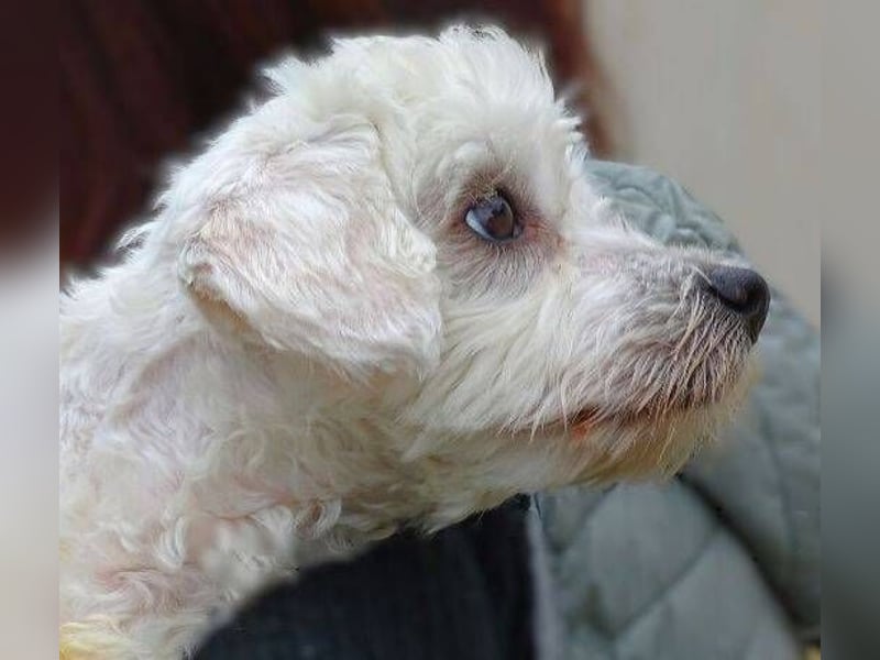 Marley 2, Malteser-Mischling