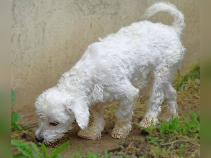 Marley 2, Malteser-Mischling