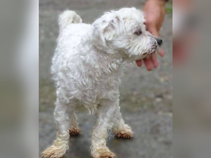 Marley 2, Malteser-Mischling