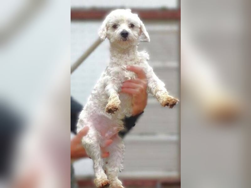 Marley 2, Malteser-Mischling