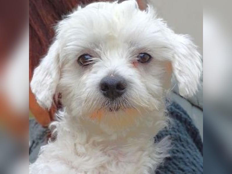 Marley 2, Malteser-Mischling