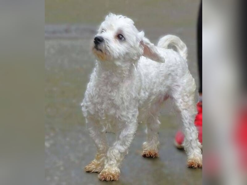 Marley 2, Malteser-Mischling