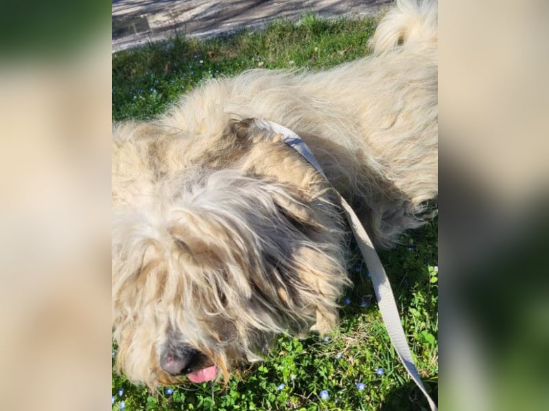 Teddy ❤️ lieb, aktiv - Malteser-Mix Rüde