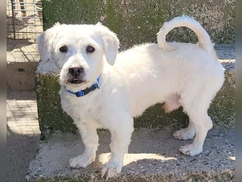 Teddy ❤️ lieb, aktiv - Malteser-Mix Rüde