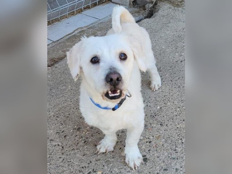 Teddy ❤️ lieb, aktiv - Malteser-Mix Rüde