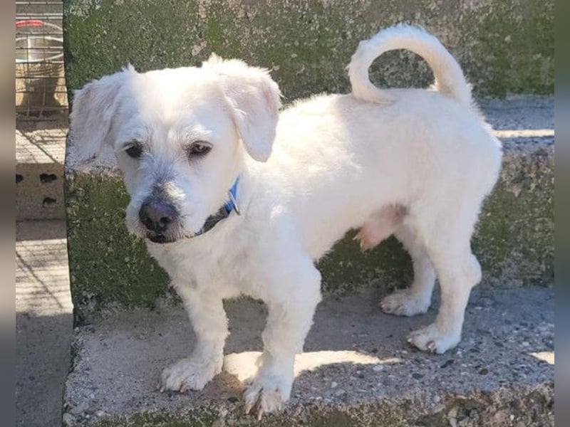 Teddy ❤️ lieb, aktiv - Malteser-Mix Rüde