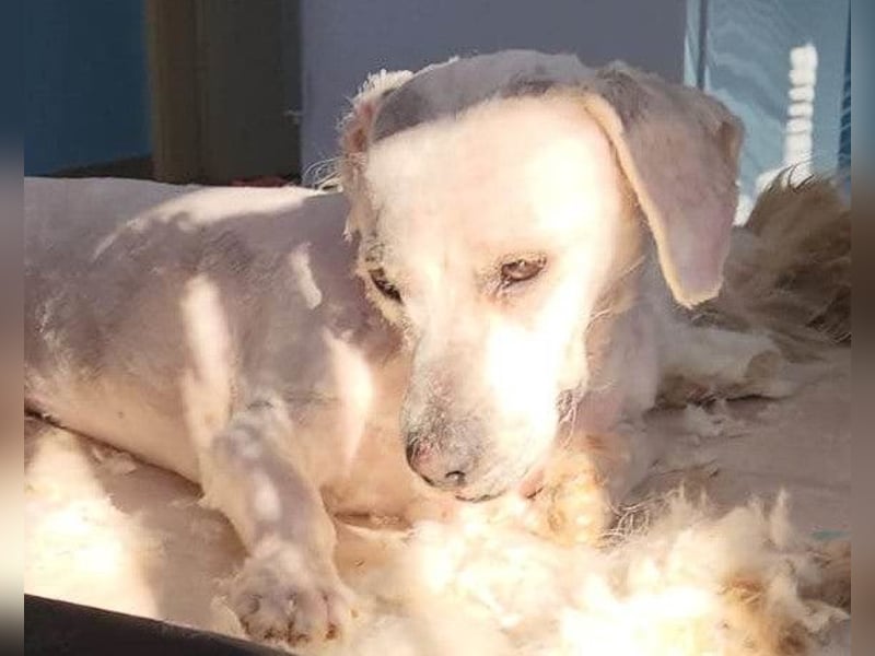 Teddy ❤️ lieb, aktiv - Malteser-Mix Rüde