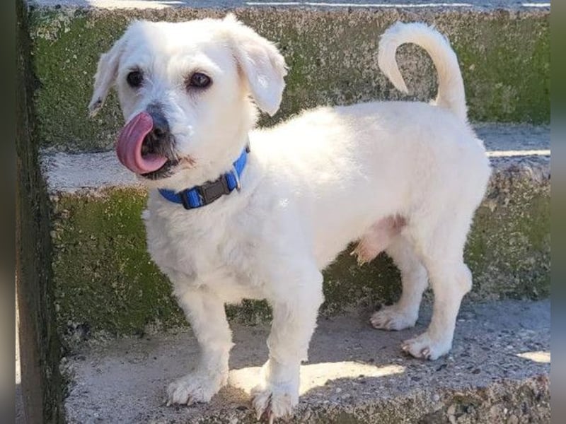 Teddy ❤️ lieb, aktiv - Malteser-Mix Rüde