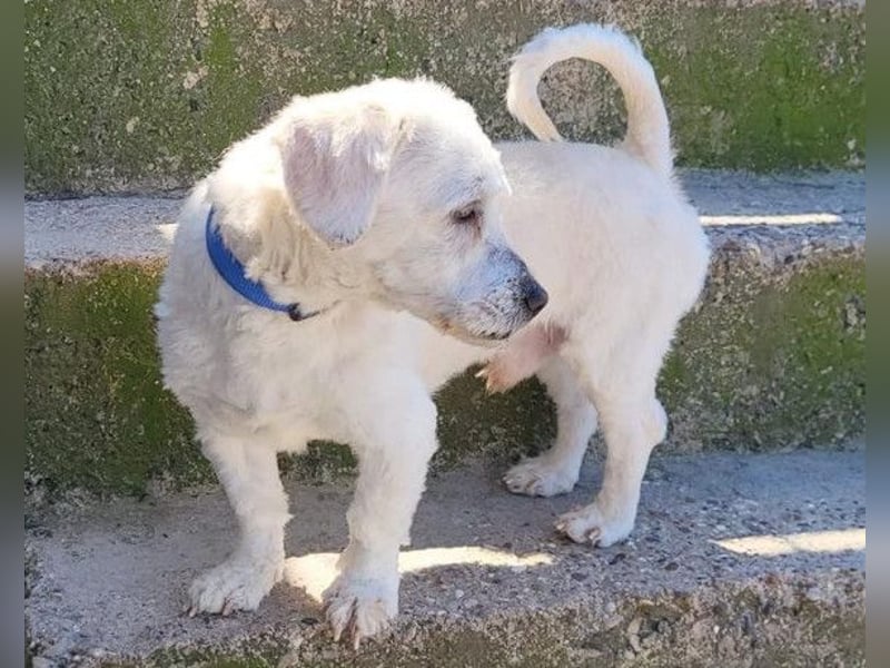 Teddy ❤️ lieb, aktiv - Malteser-Mix Rüde