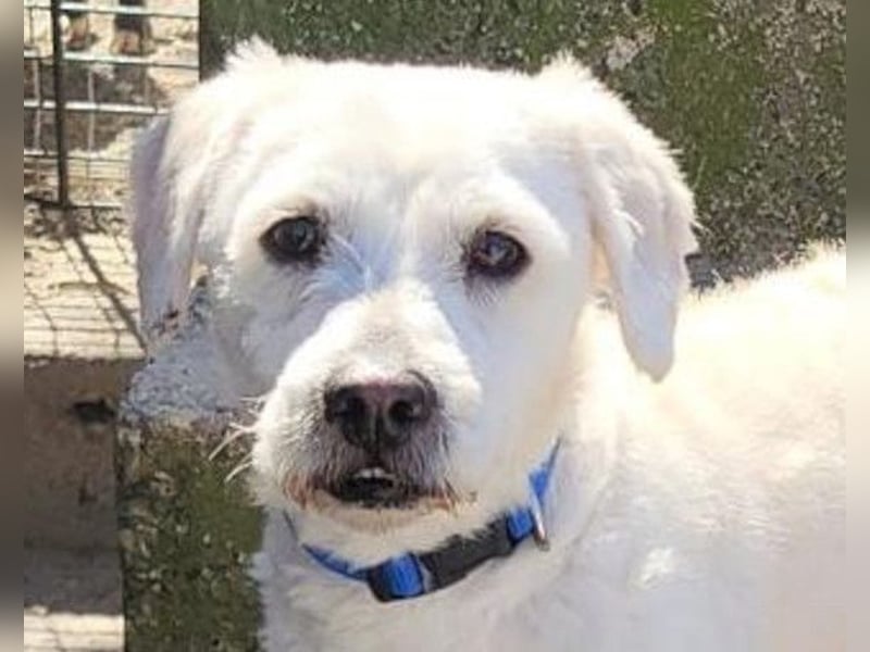 Teddy ❤️ lieb, aktiv - Malteser-Mix Rüde