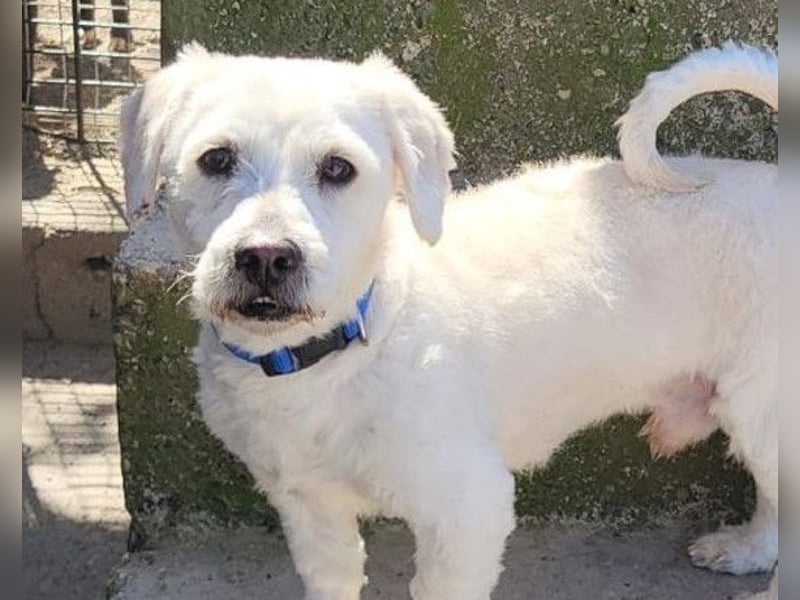 Teddy ❤️ lieb, aktiv - Malteser-Mix Rüde