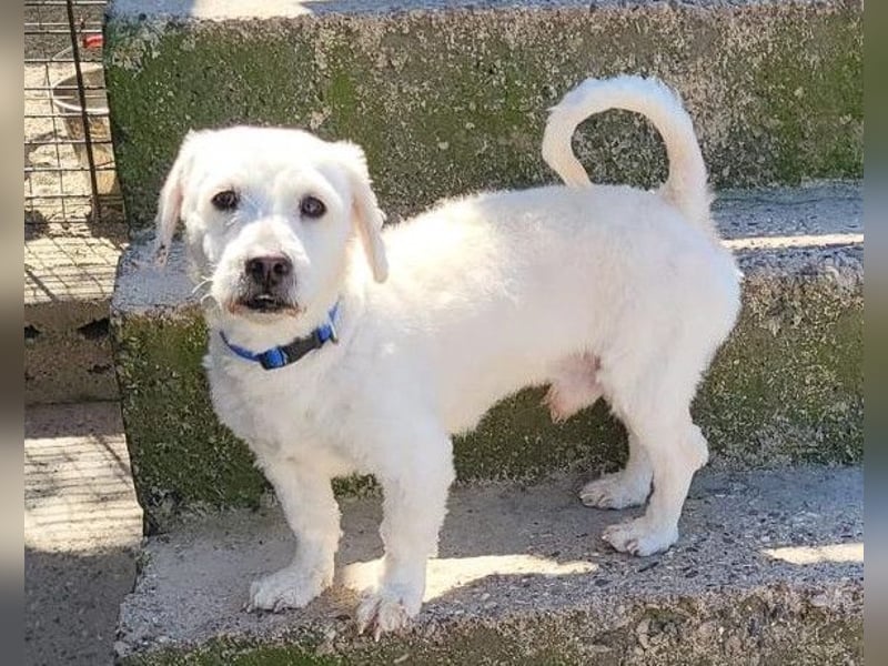 Teddy ❤️ lieb, aktiv - Malteser-Mix Rüde