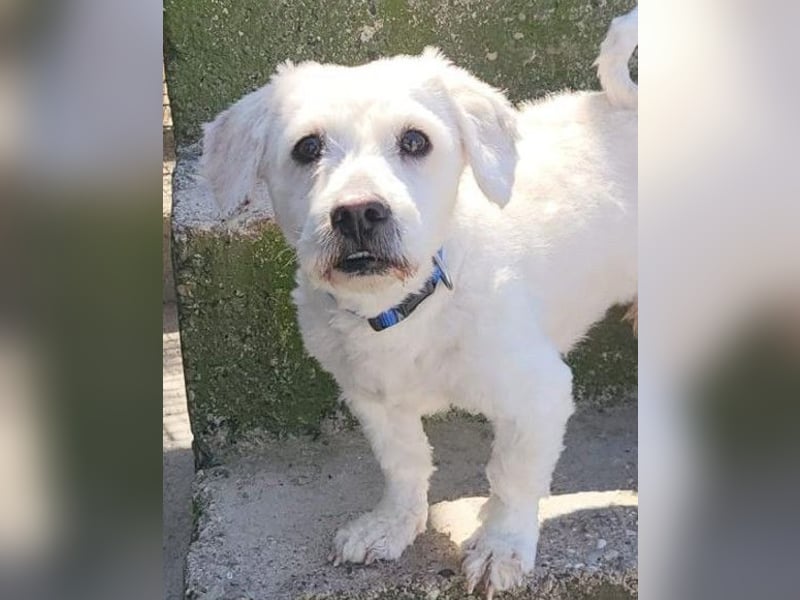 Teddy ❤️ lieb, aktiv - Malteser-Mix Rüde