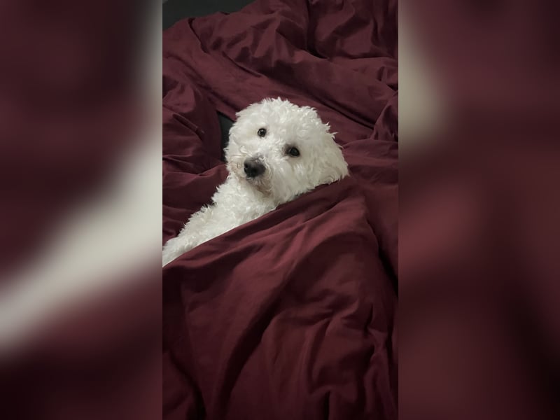 Deckrüde Malteser Bichon / KEIN VERKAUF