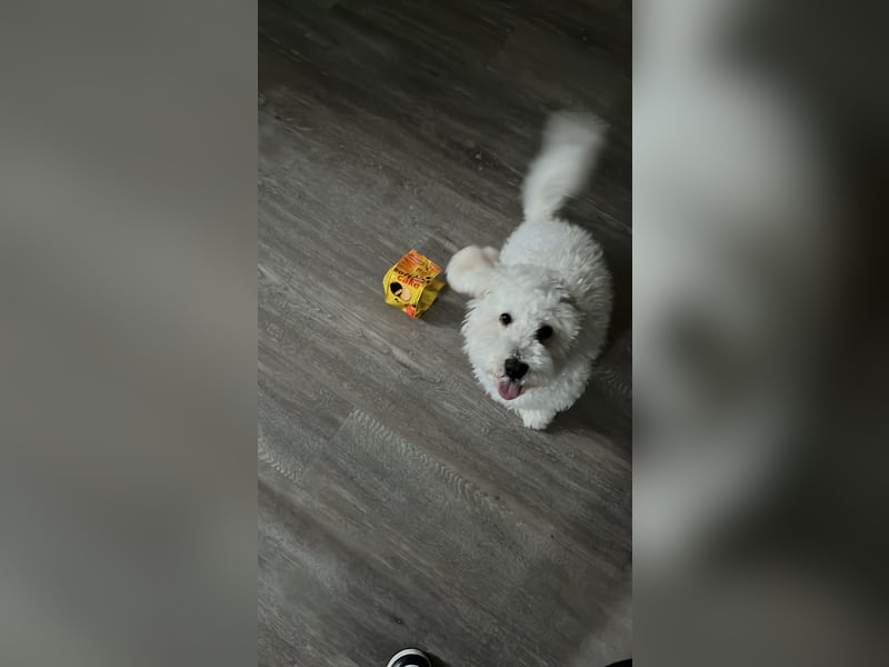 Deckrüde Malteser Bichon / KEIN VERKAUF