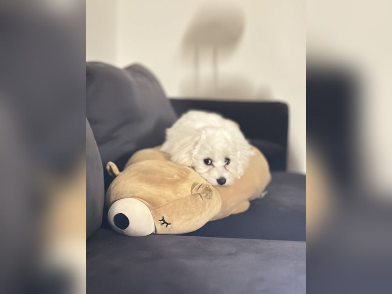 Maltese Welpe