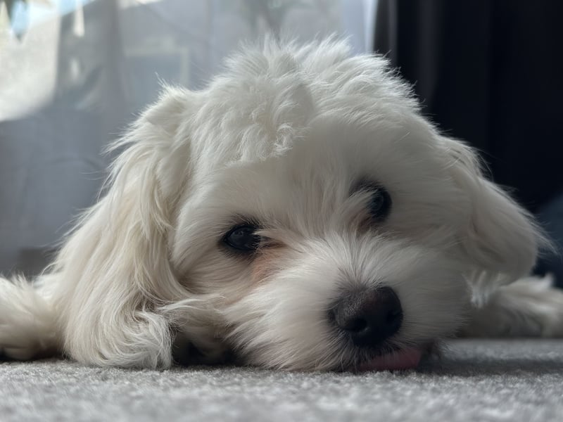 Maltese Welpe