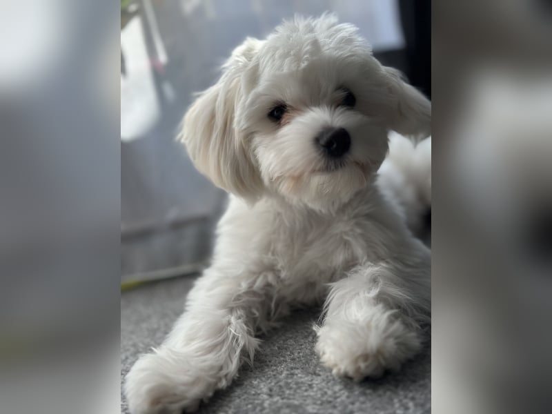 Maltese Welpe