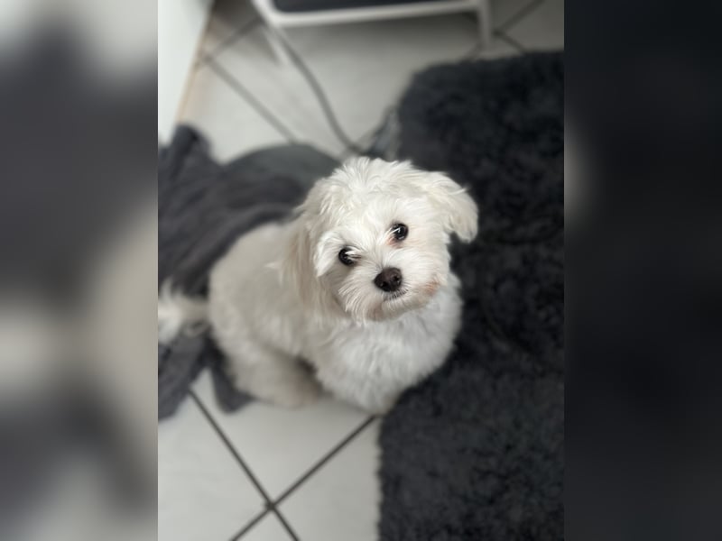 Maltese Welpe