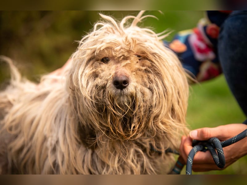 Happydog