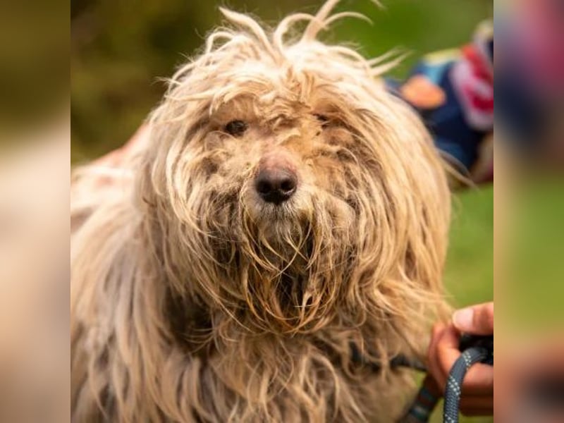 Happydog