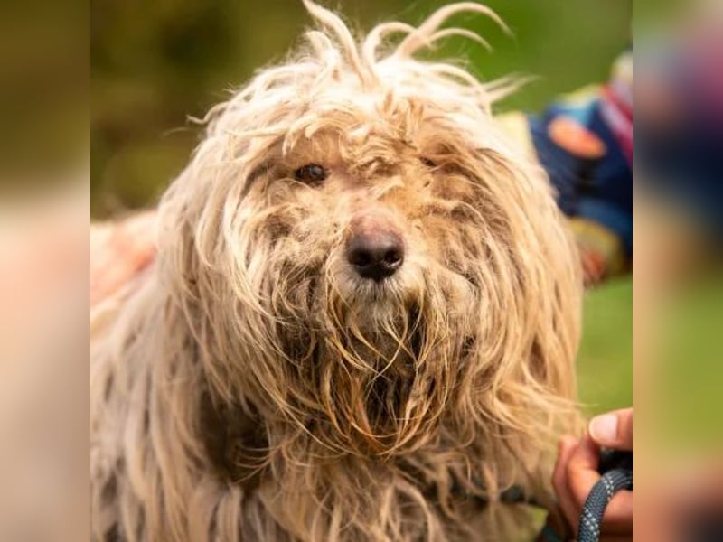 Happydog