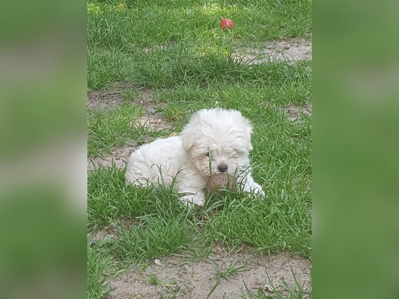 Charmante Malteser Welpen ( m/w) aus  seriöser Zucht