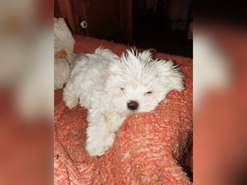 Charmante Malteser Welpen ( m/w) aus  seriöser Zucht
