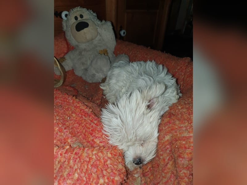 Charmante Malteser Welpen ( m/w) aus  seriöser Zucht