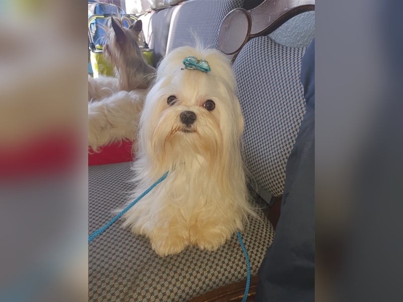 Charmante Malteser Welpen ( m/w) aus  seriöser Zucht